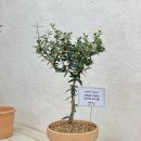 올리브나무학원 이미지