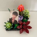 seonghwa and succulents 이미지