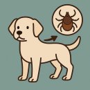 예은시스템(주) | 강아지 진드기에 물렸다면, 바베시아 감염 꼭 주의하세요! 치료후기