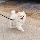 공감애견학교 유치원,호텔 이미지