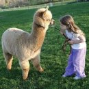 알파카(ALPACA)
