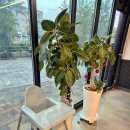 아산온천동우체국 | 아산시청맛집 온양온천 닭도리탕 누룽도리탕