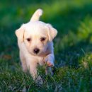 행복펫메이트 이미지