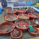 코지펜션 이미지