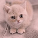 애니멀즈 강아지분양 고양이분양 대전점 이미지