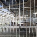 번개랜드 | 🌸 아산 피나클랜드 후기 + 최신 운영정보 총정리👉방문 꽃 상태 &amp; 야간 축제까지 26.4.7