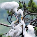 어미들 농장 이미지