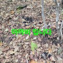 백두대간 버섯 산행.144 (수면부족 아 옛날이여) 이미지