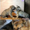 하룻강아지 이미지