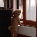 개팔자 상팔자 이미지