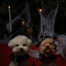 일산로695번길 | 일산 강아지 전문 사진관 │ 일요사진에서 남긴 로니의 계절 촬영 후기 🌱🍃🎄