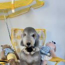 루이앤코코 이미지