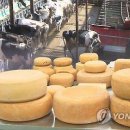 우유 남아도는데 치즈는 수입산만…낙농업계 이중고 이미지