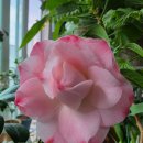 천중농장 이미지