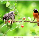 [뻐꾸기] 딱새둥지에 탁란. 이미지