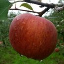 일호농장 이미지