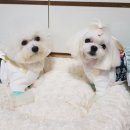 궁전애견 이미지