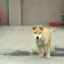 개귀여워 이미지