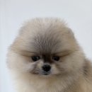 당진낙협동물병원 | 당진시애견샵 위생부터 사후관리까지 완벽!