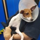 반창꼬동물병원 이미지