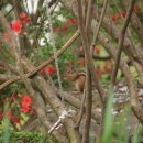 벳소캠프 이미지