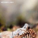 타이거벨리 이미지