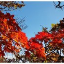 만산홍엽(滿山紅葉),울긋 불긋 전국 단풍축제 이미지