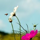 COSMOS/별,꽃 이미지