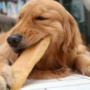 군침돌개 이미지