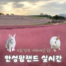 핑크뮬리 꽃단지 마 | 안성팜랜드 실시간 핑크뮬리 코스모스 10월 평일 방문 후기