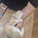 캣플코지눅 시화점 이미지