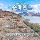 군자농업협동조합양지지점 | 양산 원동 순매원 매화 실시간 개화상황 낙동강 기차 포토존 시간표