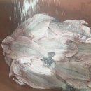 건조생선(참조기,병어,통치,민어,농어,참가자미,참돔,장대,서대,박대,암치간제미,띠먹갈치),암대하,동태전감,부세굴비,자반고등어,생와사비 이미지