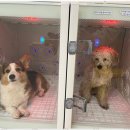 더빛나개 이미지