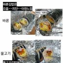 바론김밥 이미지