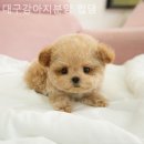 대구강아지분양 럽댕 | 대구강아지분양 대구강아지분양 럽댕 안전하고 검증된 곳