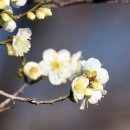 매화1공원 이미지