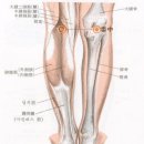 위중혈(委中穴) : 구부러진것(委)을 바로 편다(中)는 뜻 이미지