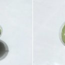 청산도 돌담민박 이미지