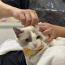 캣치유고양이미용호텔 이미지