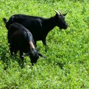 대한흑염소 이미지