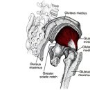 중둔근 Gluteus Medius 이미지