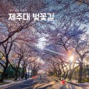 벚꽃길 이미지