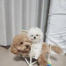 인천강아지분양 판도라독 가정분양 이미지