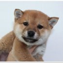 버디독 강아지분양 안심분양센터 김포점 이미지