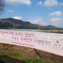 천안시 북면 위례 벚꽃축제 이미지