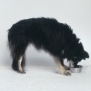 활기찬동물병원 이미지