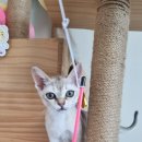 비브레이브천안 이미지