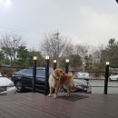 백곰세탁소 이미지