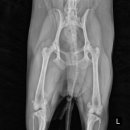 서창사랑동물의료센터 이미지